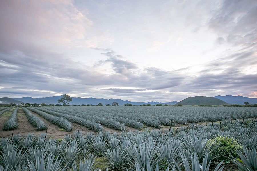 Exploring the World of Agave: Different Types of Agave Plants and Their Unique Qualities